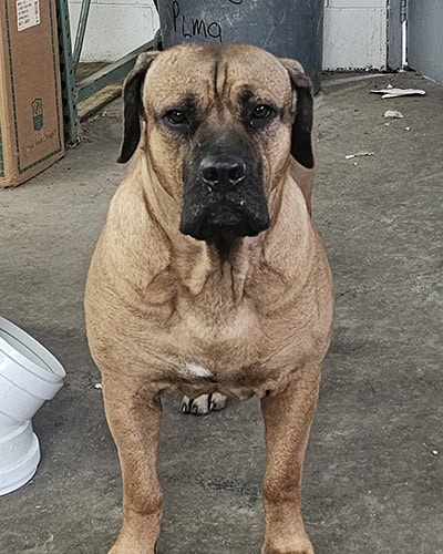 Bella1 Bella1